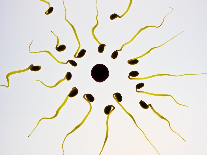 Portada Test de ovulación o fertilidad en la farmacia